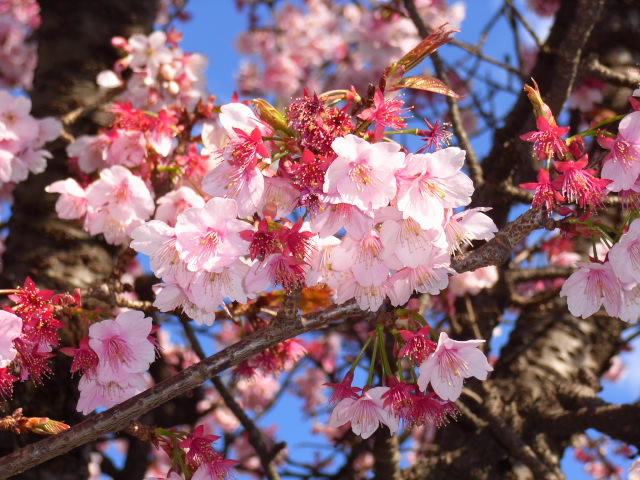 f:id:Lunacat:20070211150420j:image:w280 f:id:Lunacat:20070211150420j:image:w280