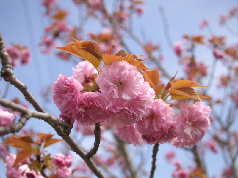 f:id:Lunacat:20090418114044j:image:w300