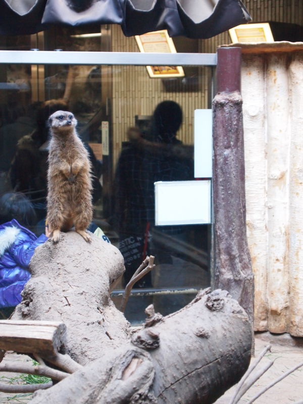 f:id:Lunacat:20110102143407j:image:w210 f:id:Lunacat:20110102143407j:image:w210