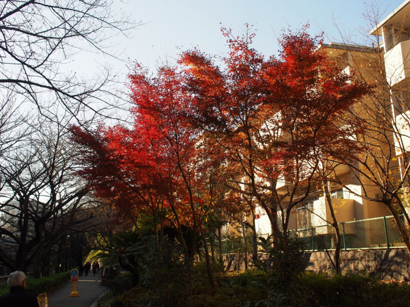 f:id:Lunacat:20131214141012j:plain:w280