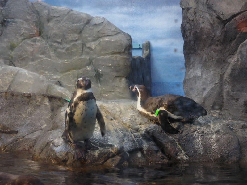 f:id:Lunacat:20140112151339j:plain:w280