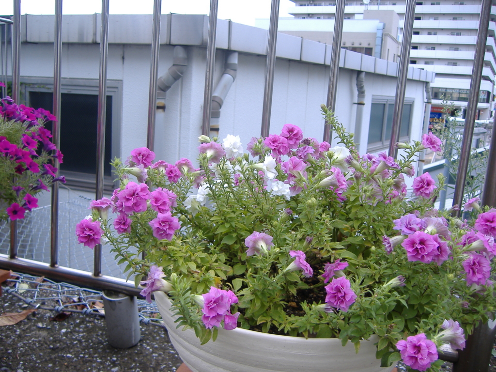 f:id:MAIKALFUJIO:20150826233843j:plain f:id:MAIKALFUJIO:20150826233843j:plain