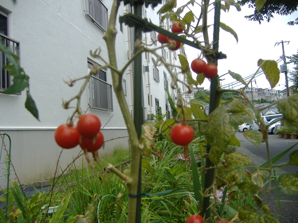 f:id:MAIKALFUJIO:20150828234428j:plain f:id:MAIKALFUJIO:20150828234428j:plain