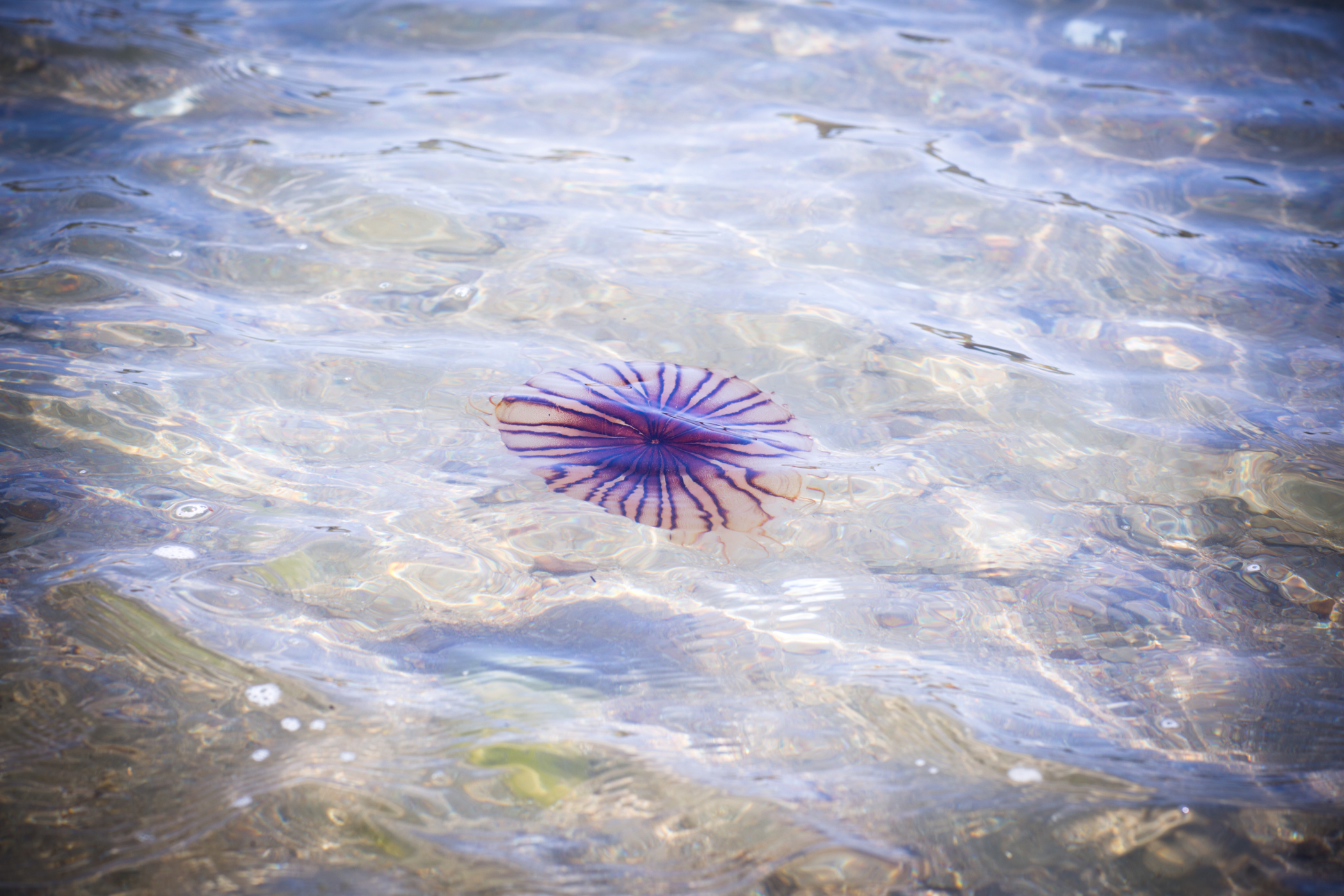 f:id:MAREOSIEV:20160329003907j:plain