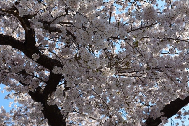 f:id:MATSU:20140428111951j:plain f:id:MATSU:20140428111951j:plain
