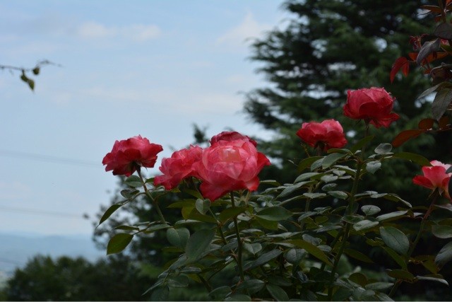 f:id:MATSU:20140908105849j:plain f:id:MATSU:20140908105849j:plain