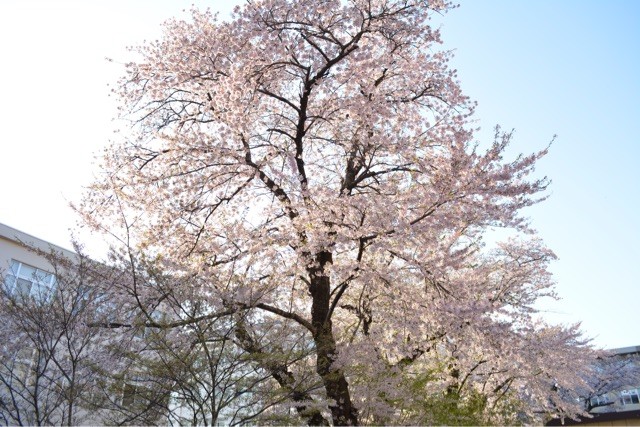 f:id:MATSU:20150423191535j:plain f:id:MATSU:20150423191535j:plain