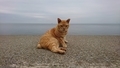 http://cdn-ak.f.st-hatena.com/images/fotolife/M/MDT128/20180924/20180924210858.jpg