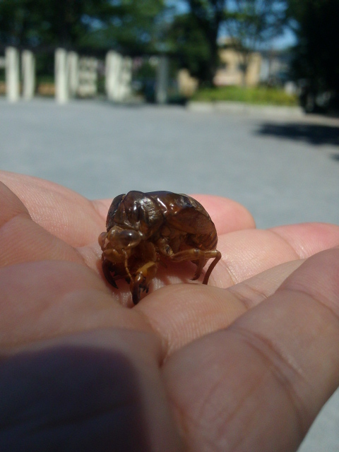 f:id:MUMPS:20120731150134j:image f:id:MUMPS:20120731150134j:image