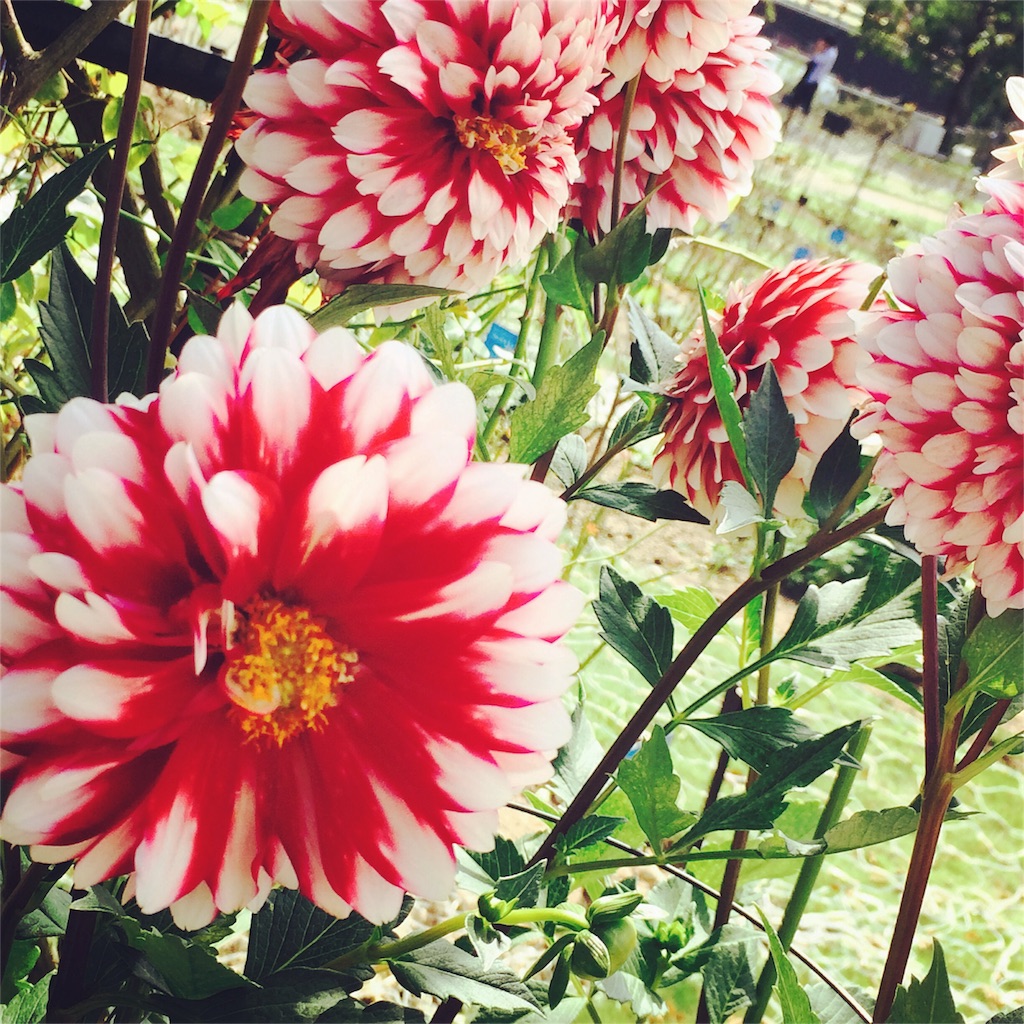 f:id:Mac-Love:20150927154126j:image f:id:Mac-Love:20150927154126j:image