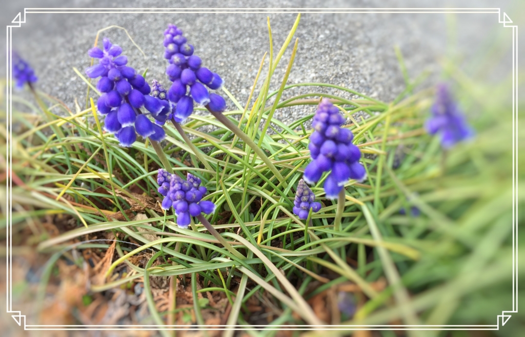 f:id:Madz427tb:20160313163011j:plain f:id:Madz427tb:20160313163011j:plain