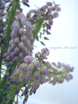 f:id:Magnetic4thRoom:20070424103252j:image f:id:Magnetic4thRoom:20070424103252j:image