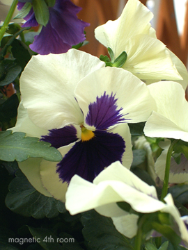 f:id:Magnetic4thRoom:20070425160856j:image f:id:Magnetic4thRoom:20070425160856j:image