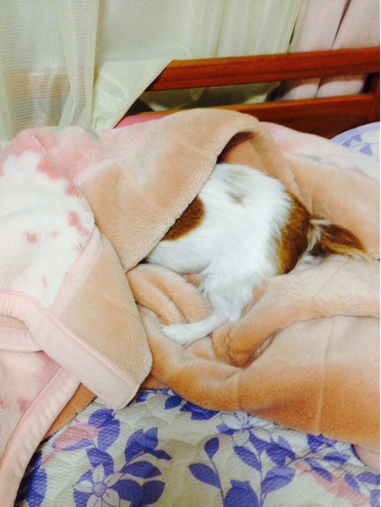 f:id:Mamitaaasu:20151024063146j:image f:id:Mamitaaasu:20151024063146j:image