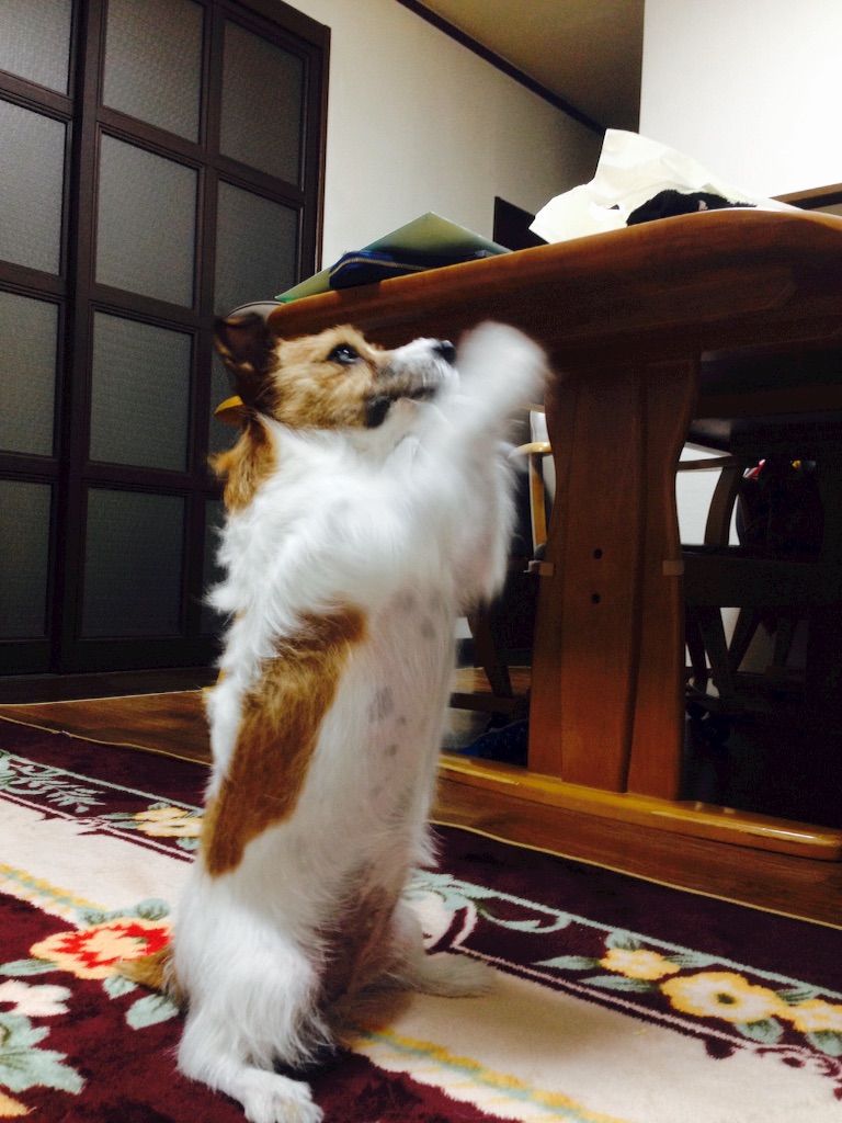f:id:Mamitaaasu:20151031010709j:image f:id:Mamitaaasu:20151031010709j:image