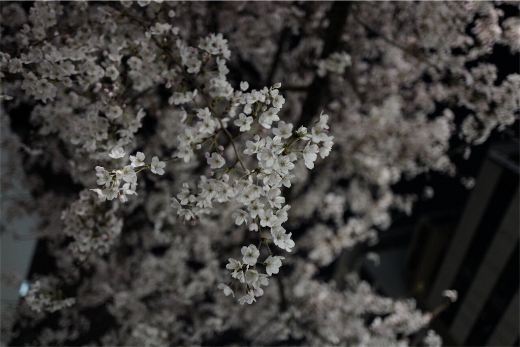 フジファブリック 桜の季節 歌詞&動画視聴 ...
