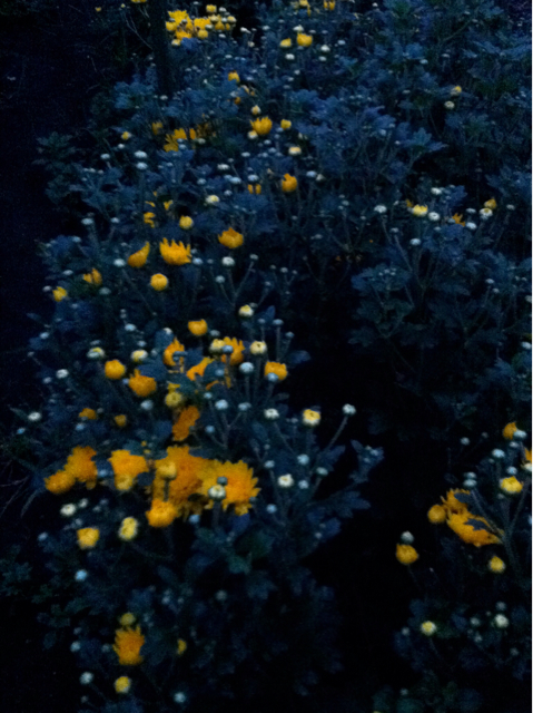 f:id:MaoLamdo:20130118054200j:plain f:id:MaoLamdo:20130118054200j:plain