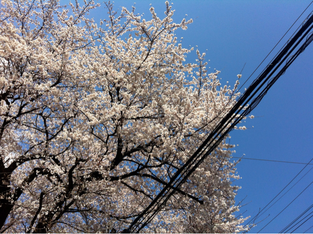 f:id:MaoLamdo:20130317081312j:plain f:id:MaoLamdo:20130317081312j:plain