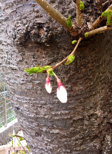 f:id:MaoLamdo:20130510022024j:plain f:id:MaoLamdo:20130510022024j:plain