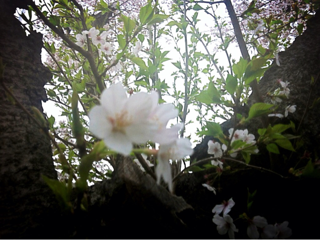 f:id:MaoLamdo:20130510022155j:plain f:id:MaoLamdo:20130510022155j:plain