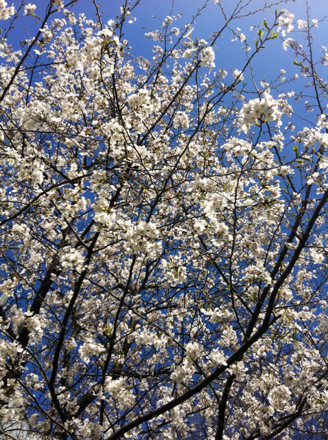 f:id:MaoLamdo:20130510023138j:plain f:id:MaoLamdo:20130510023138j:plain