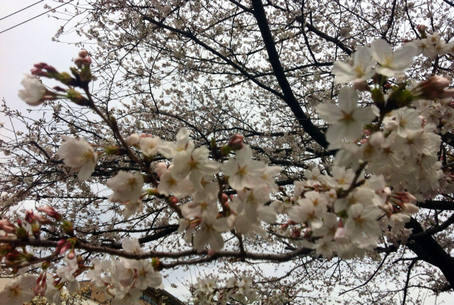f:id:MaoLamdo:20130510023905j:plain f:id:MaoLamdo:20130510023905j:plain