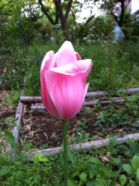f:id:MaoLamdo:20130510032658j:plain f:id:MaoLamdo:20130510032658j:plain