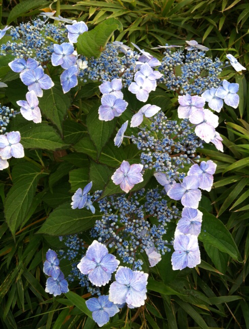 f:id:MaoLamdo:20130612045838j:plain f:id:MaoLamdo:20130612045838j:plain