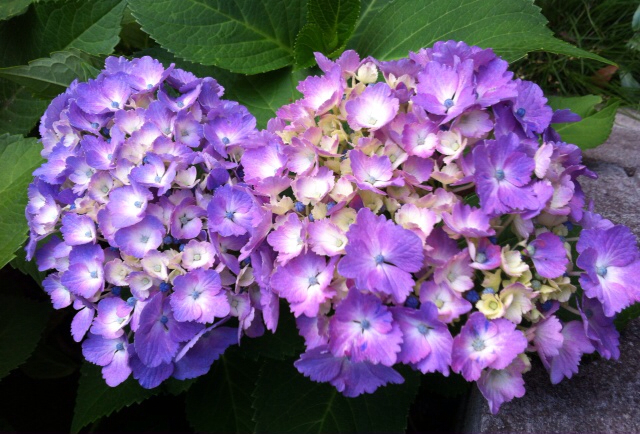 f:id:MaoLamdo:20130612061436j:plain f:id:MaoLamdo:20130612061436j:plain