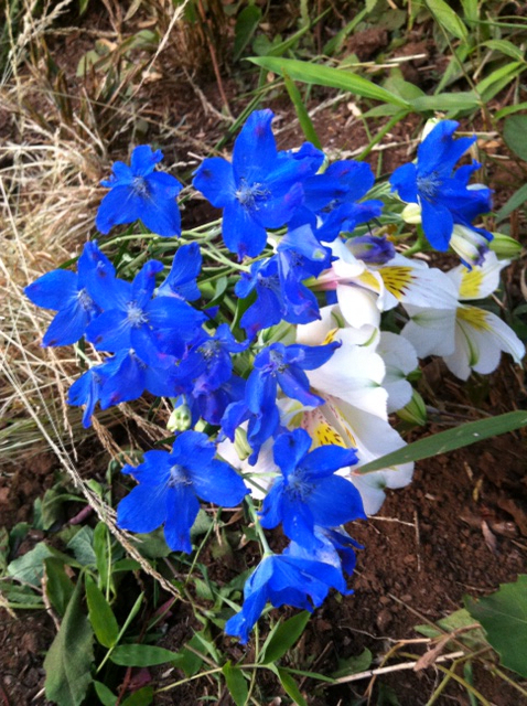 f:id:MaoLamdo:20130612073322j:plain f:id:MaoLamdo:20130612073322j:plain