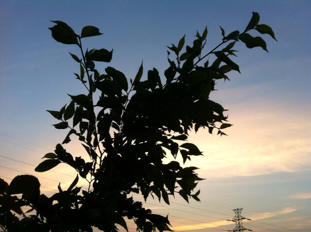 f:id:MaoLamdo:20130612140030j:plain f:id:MaoLamdo:20130612140030j:plain