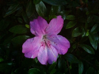 f:id:MaoLamdo:20130612140601j:plain f:id:MaoLamdo:20130612140601j:plain