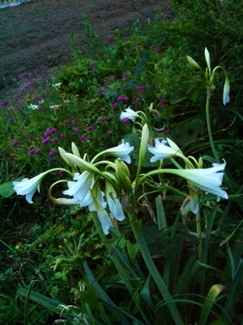 f:id:MaoLamdo:20130612140830j:plain f:id:MaoLamdo:20130612140830j:plain