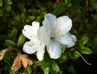 f:id:MaoLamdo:20130612163453j:plain f:id:MaoLamdo:20130612163453j:plain