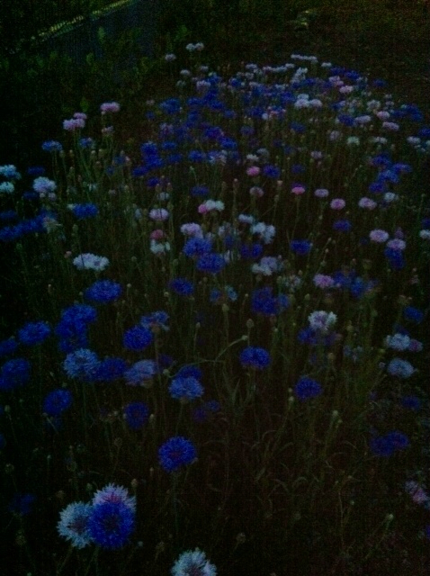 f:id:MaoLamdo:20130612165716j:plain f:id:MaoLamdo:20130612165716j:plain