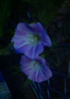 f:id:MaoLamdo:20130612165900j:plain f:id:MaoLamdo:20130612165900j:plain
