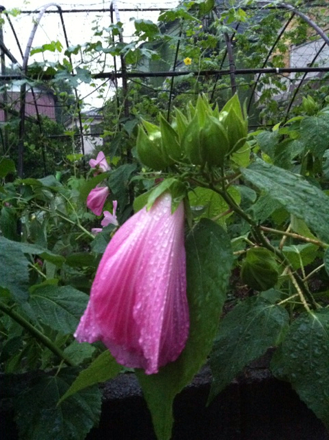 f:id:MaoLamdo:20130731024321j:plain f:id:MaoLamdo:20130731024321j:plain