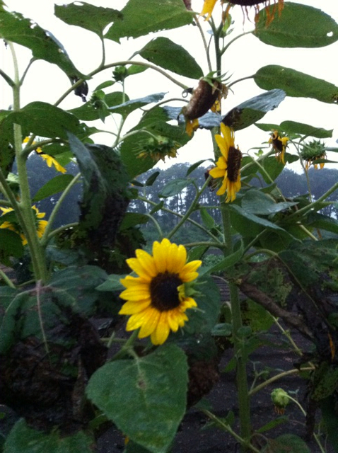 f:id:MaoLamdo:20130731024548j:plain f:id:MaoLamdo:20130731024548j:plain