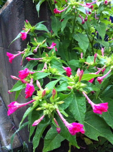 f:id:MaoLamdo:20130731025203j:plain f:id:MaoLamdo:20130731025203j:plain