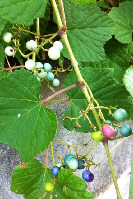 f:id:MaoLamdo:20130812015057j:plain f:id:MaoLamdo:20130812015057j:plain