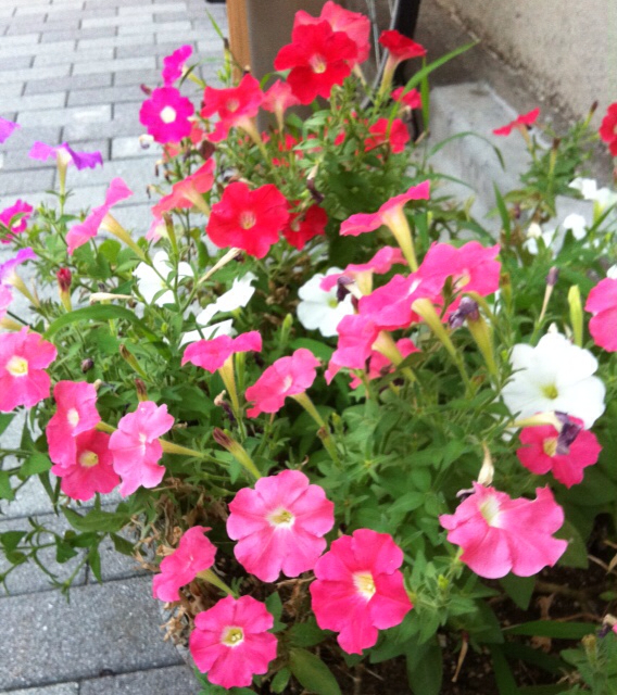 f:id:MaoLamdo:20130812021439j:plain f:id:MaoLamdo:20130812021439j:plain
