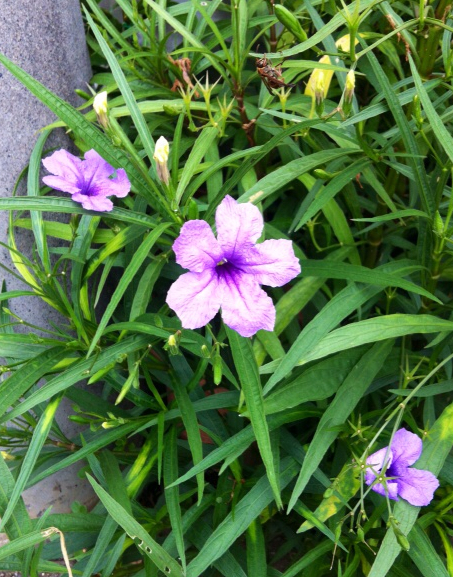 f:id:MaoLamdo:20130828161643j:plain f:id:MaoLamdo:20130828161643j:plain