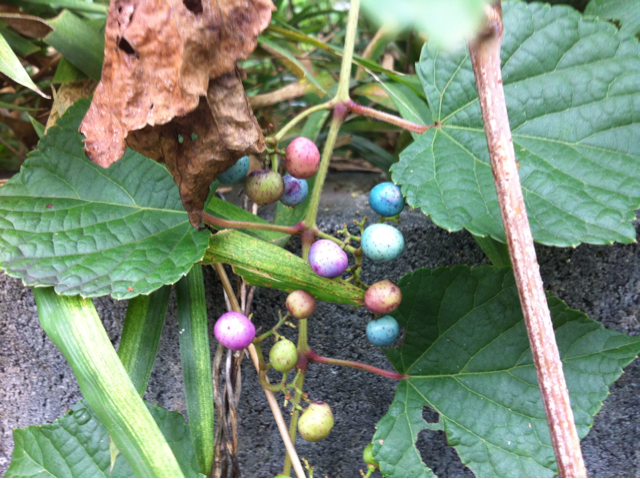 f:id:MaoLamdo:20130907120810j:plain f:id:MaoLamdo:20130907120810j:plain