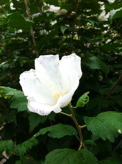 f:id:MaoLamdo:20130918040542j:plain f:id:MaoLamdo:20130918040542j:plain