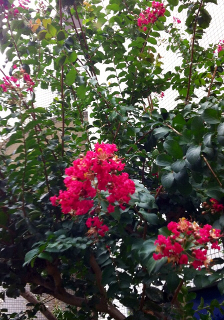 f:id:MaoLamdo:20130925042251j:plain f:id:MaoLamdo:20130925042251j:plain