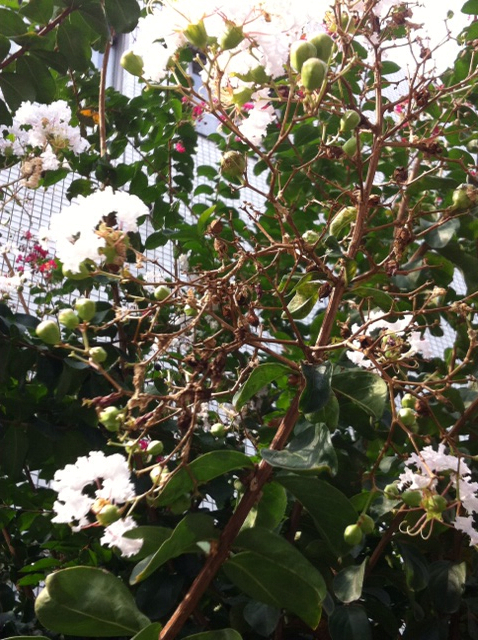 f:id:MaoLamdo:20130925042558j:plain f:id:MaoLamdo:20130925042558j:plain