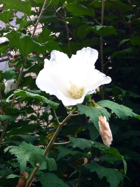 f:id:MaoLamdo:20130925042805j:plain f:id:MaoLamdo:20130925042805j:plain