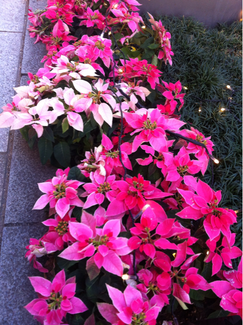 f:id:MaoLamdo:20131226151205j:plain f:id:MaoLamdo:20131226151205j:plain