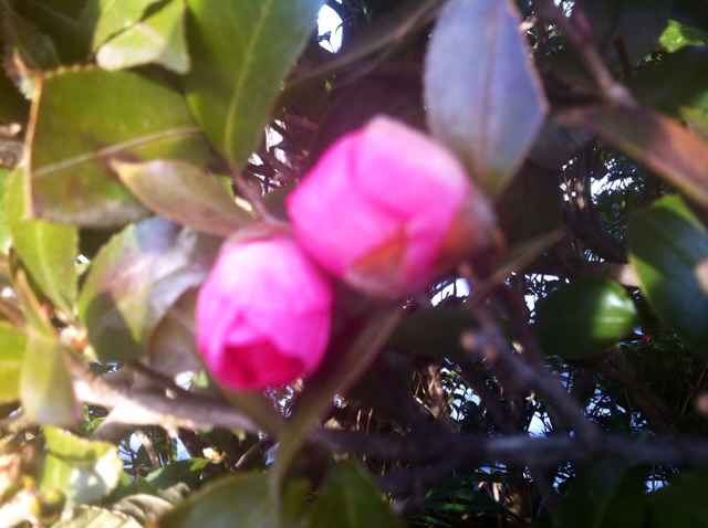 f:id:MaoLamdo:20140220015830j:plain f:id:MaoLamdo:20140220015830j:plain