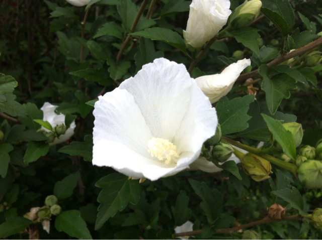 f:id:MaoLamdo:20140903102011j:plain f:id:MaoLamdo:20140903102011j:plain